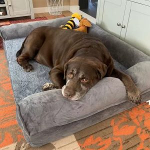 Orthopedic Memory Foam Dog Bed – Joint Relief & Comfort for All Breeds