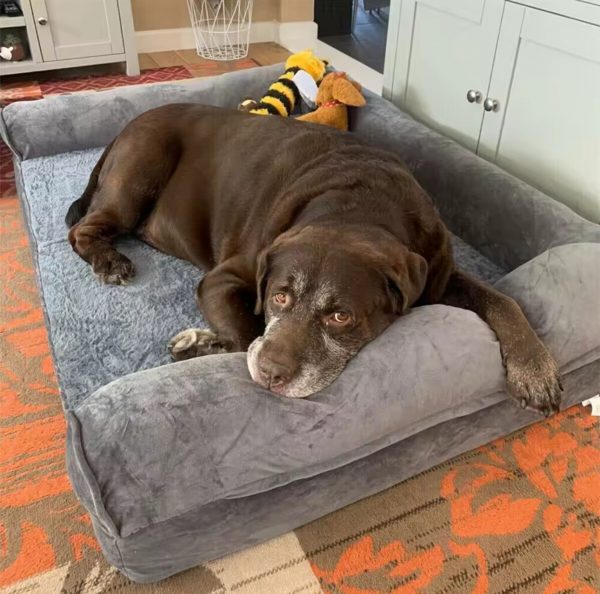 Orthopedic Memory Foam Dog Bed – Joint Relief & Comfort for All Breeds